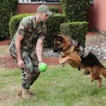 cainii-destepti-amintesc-nume-jucarii-doi-ani-18915611