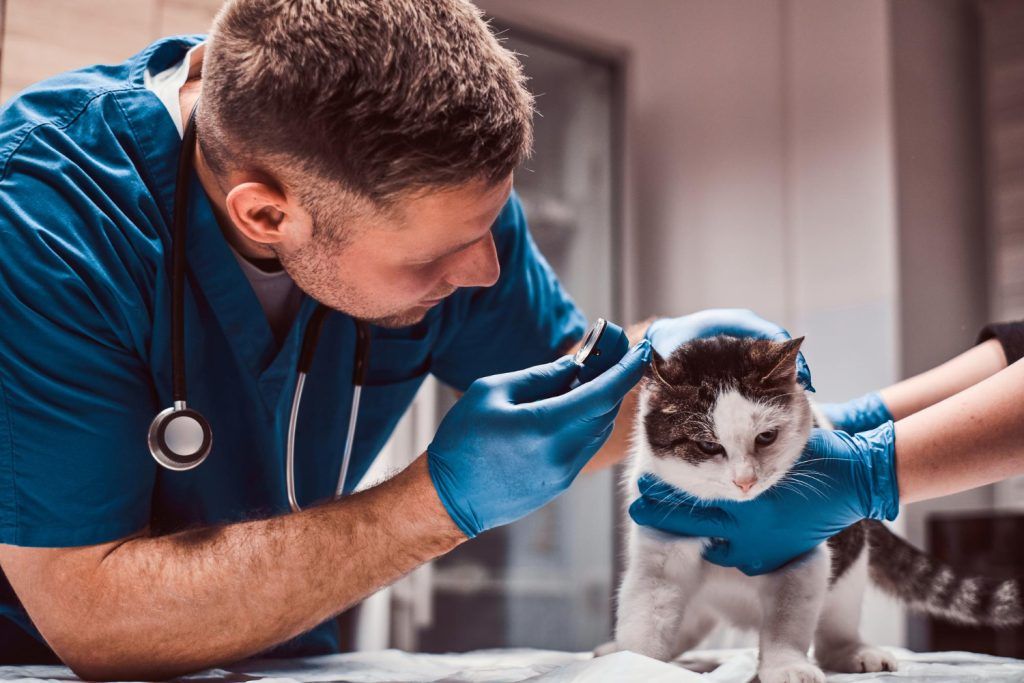 cabinet-veterinar-non-stop-bucuresti
